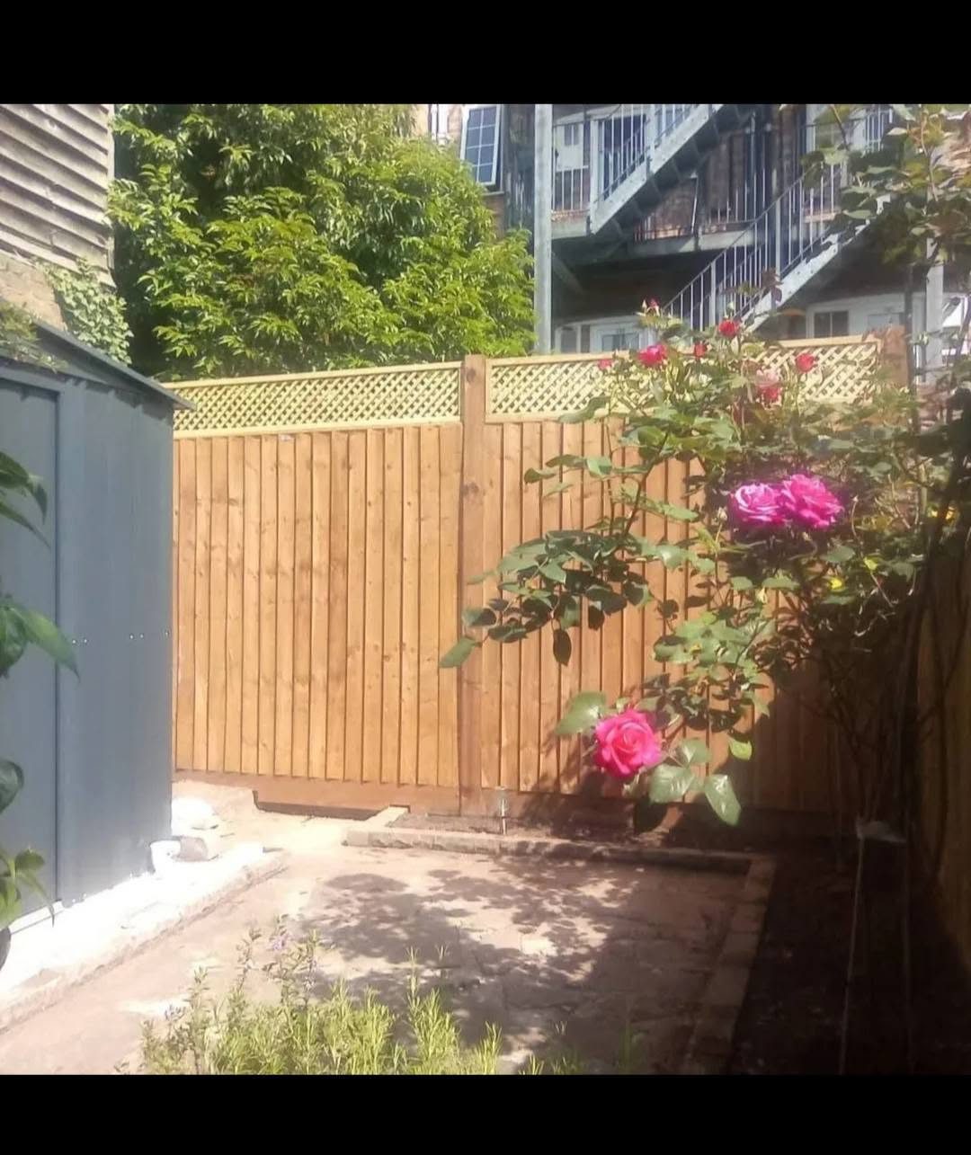 New closeboard fence with lattice trellis top behind a rose bush
